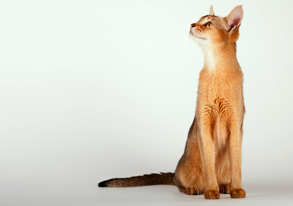 Abyssinian cat breed