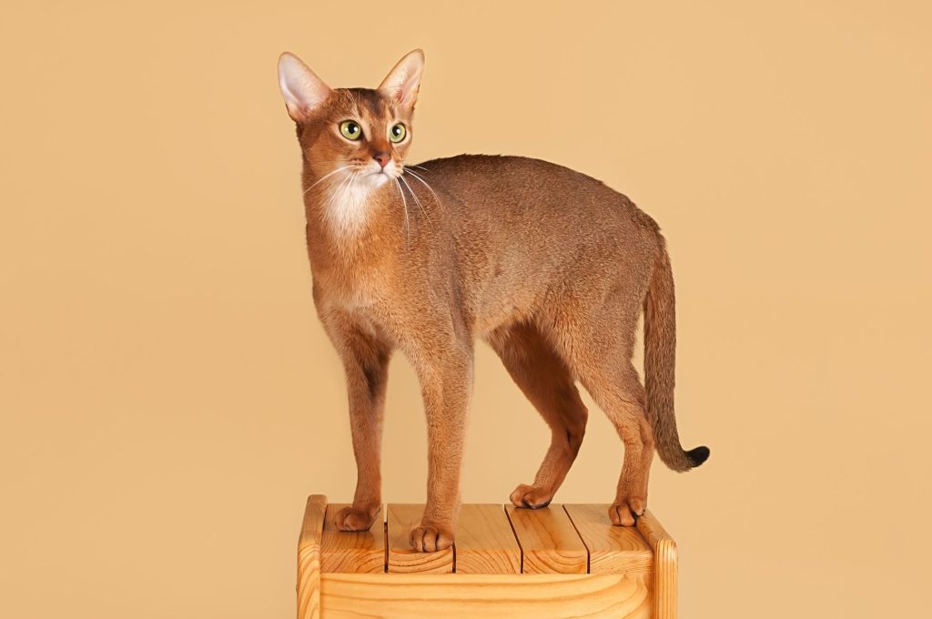 Abyssinian cat breed