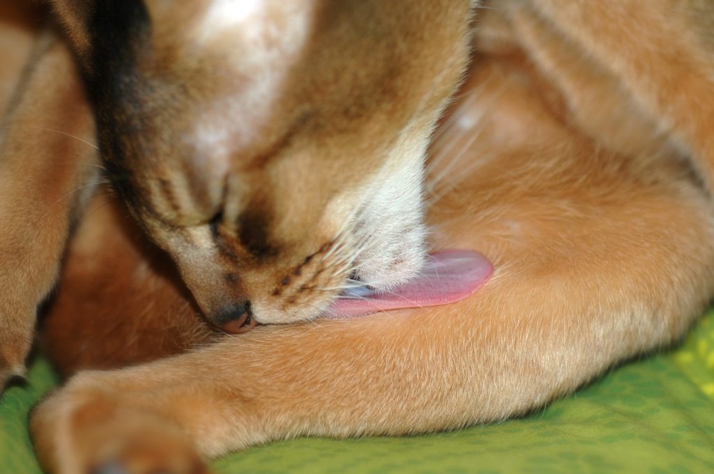 Abyssinian cat breed