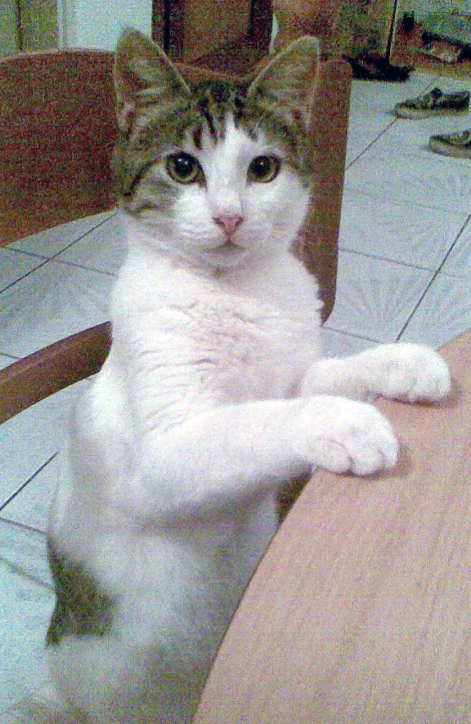 Aegean cat breed