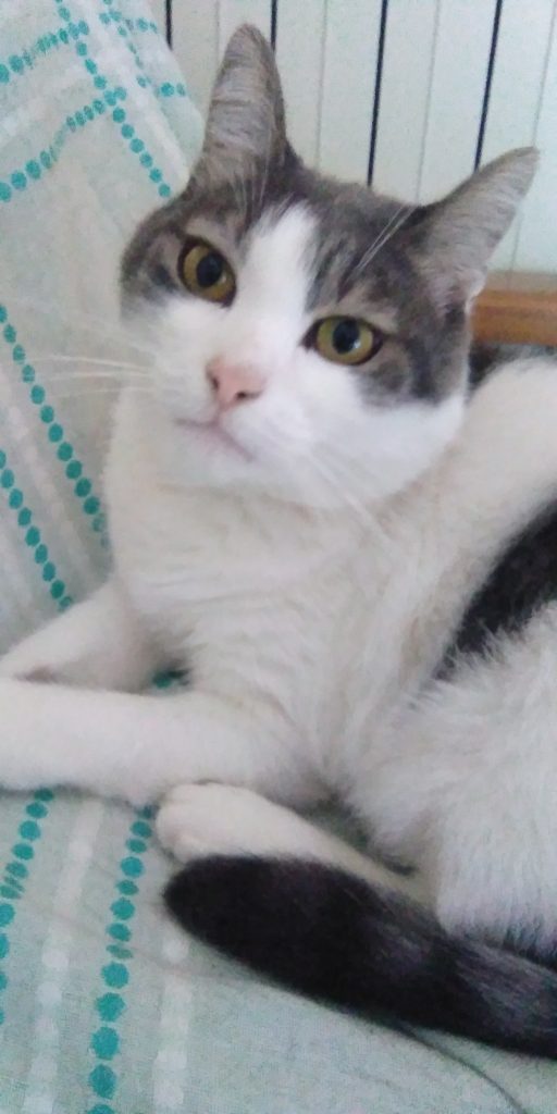 Aegean cat breed