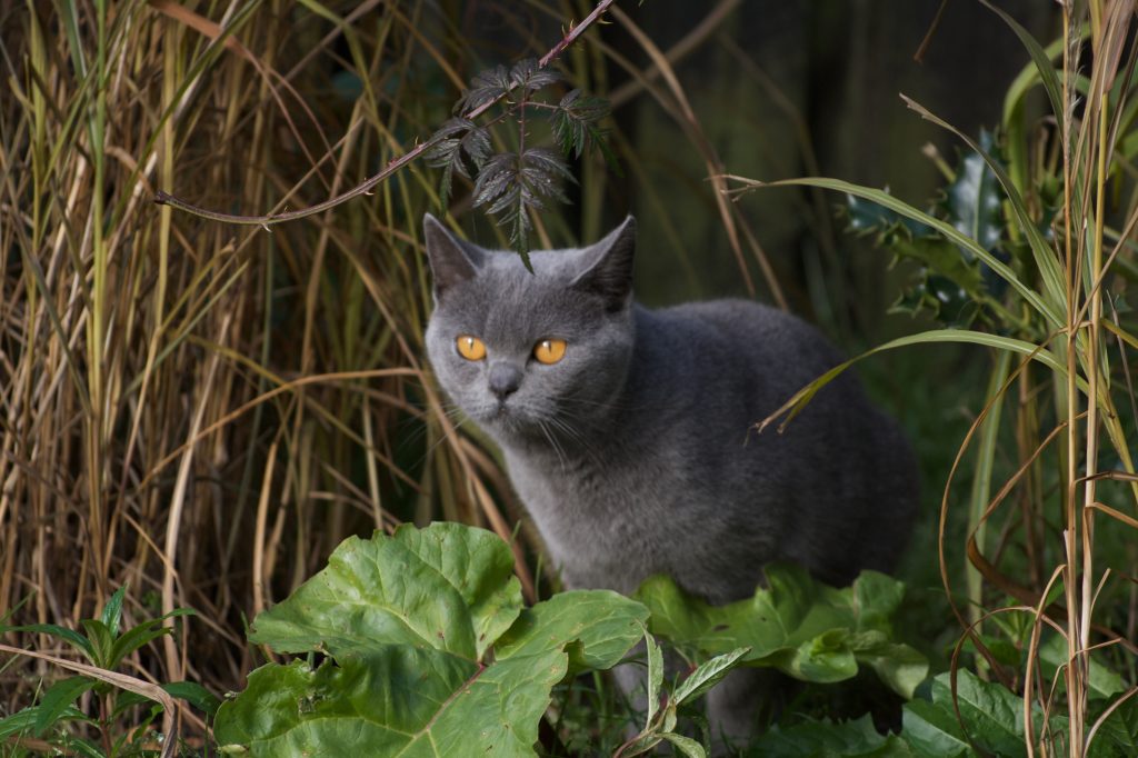British Shorthair cat breed