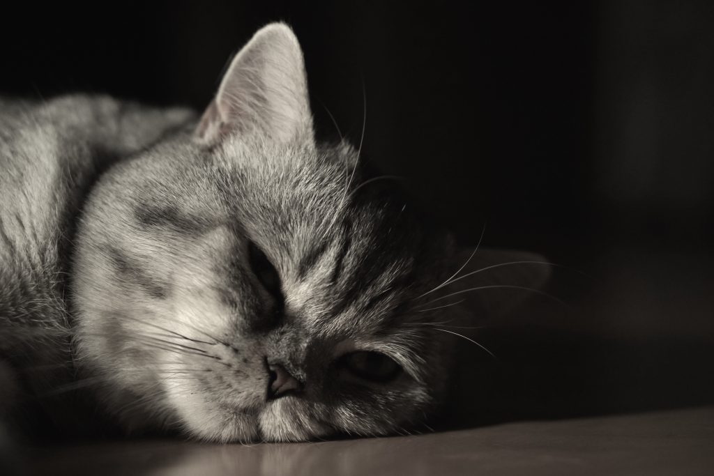 British Shorthair cat breed