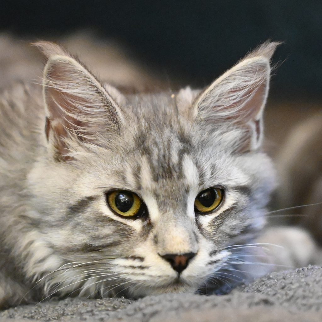 Maine Coon cat breed