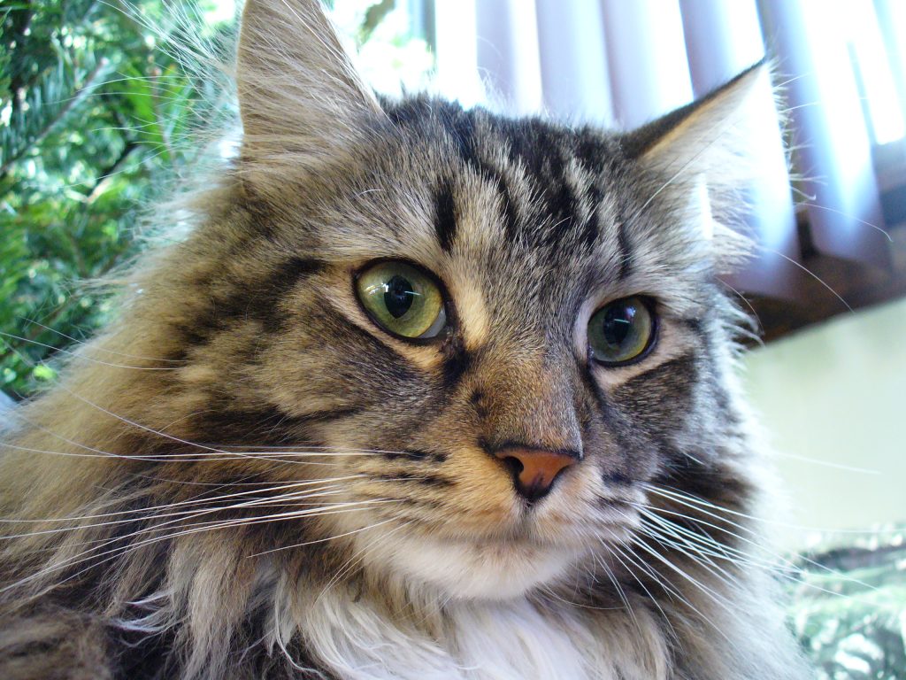 Maine Coon cat breed
