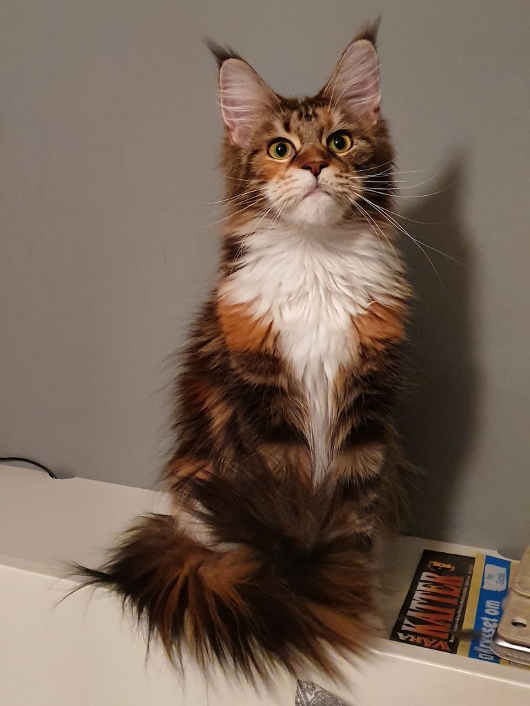 Maine Coon cat breed