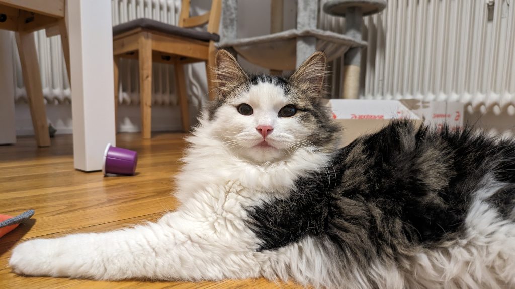 American Longhair cat breed