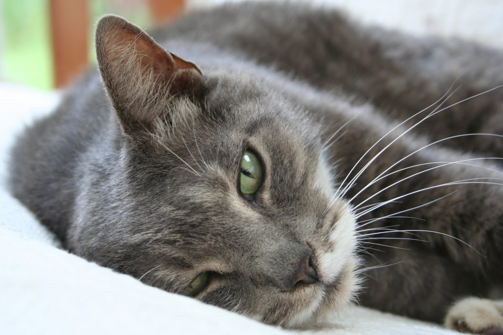 American Shorthair cat breed