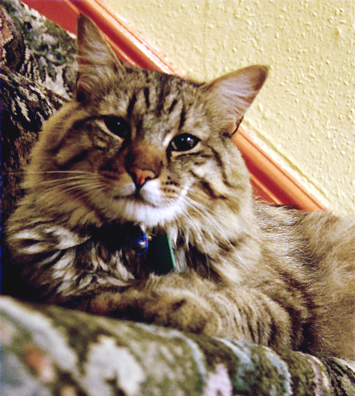 American Bobtail cat breed