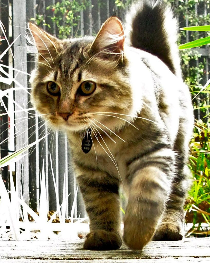 American Bobtail cat breed