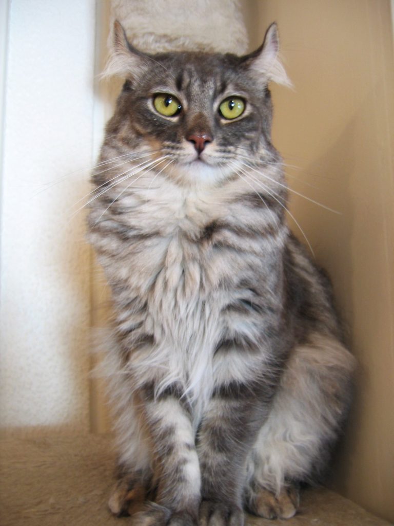 American Curl cat breed