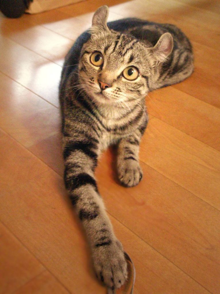 American Curl cat breed