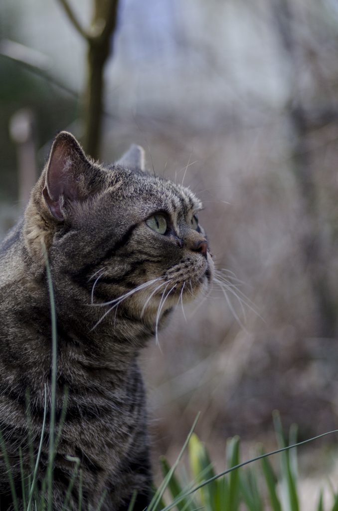 American Shorthair cat breed