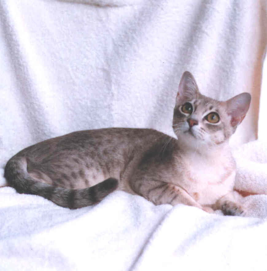 Australian Mist cat breed