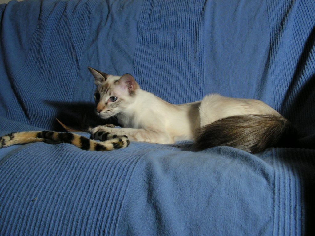 Balinese cat breed