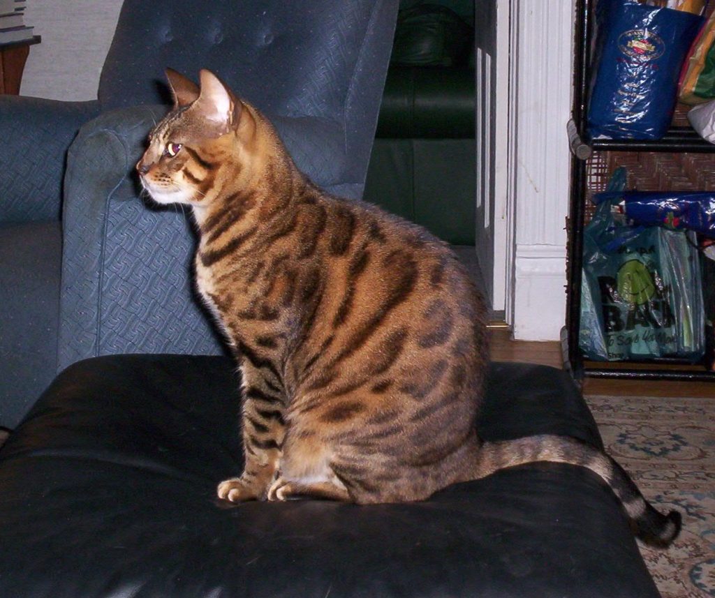 Bengal cat breed