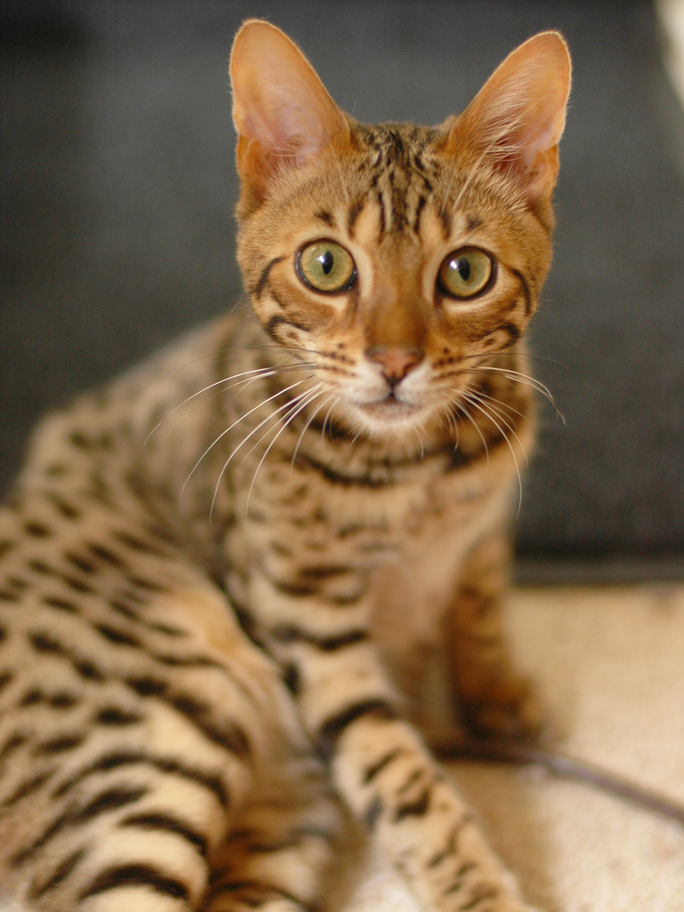 Bengal cat breed