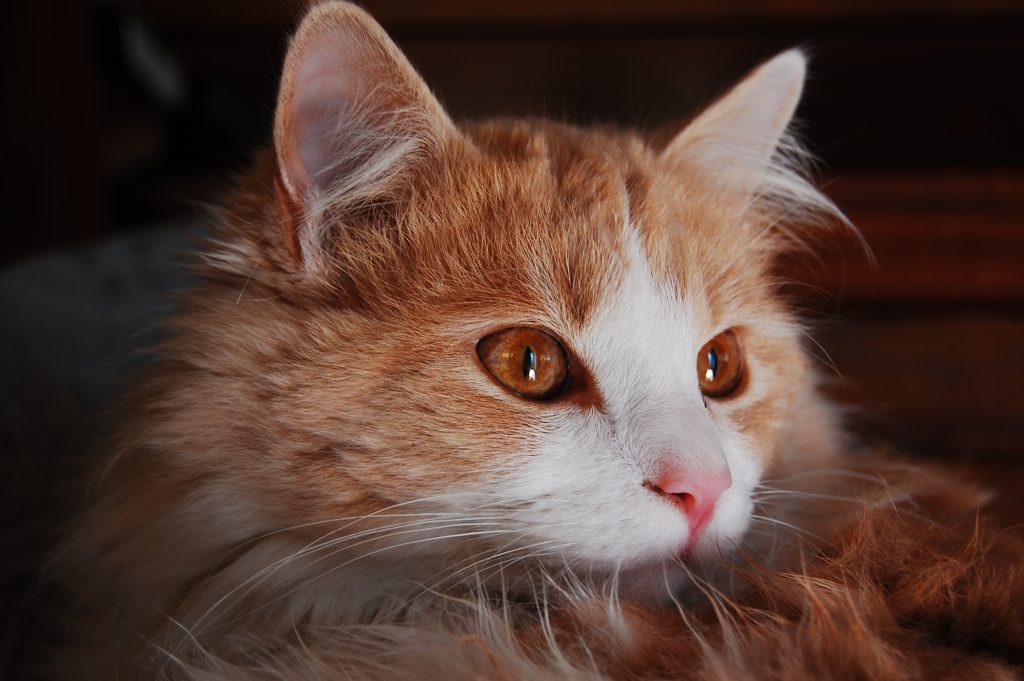 American Longhair cat breed