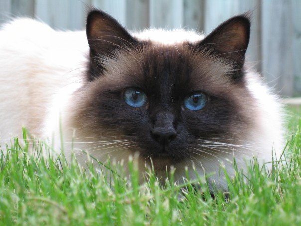 Birman cat breed