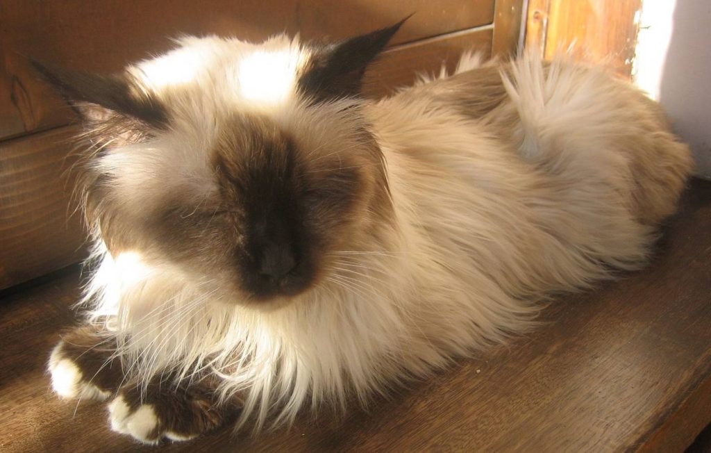 Birman cat breed