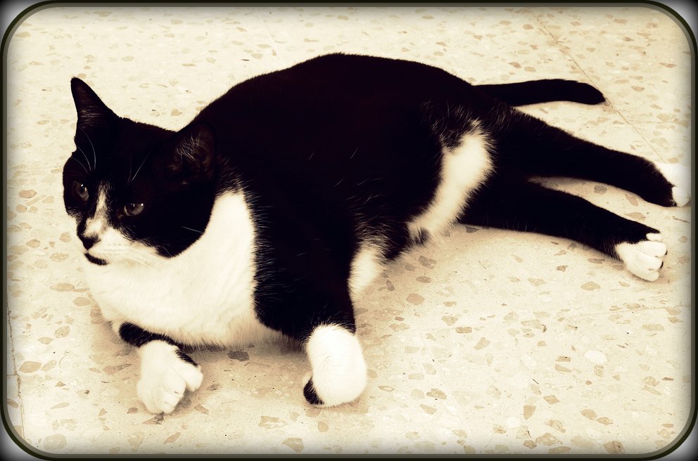 American Polydactyl cat breed