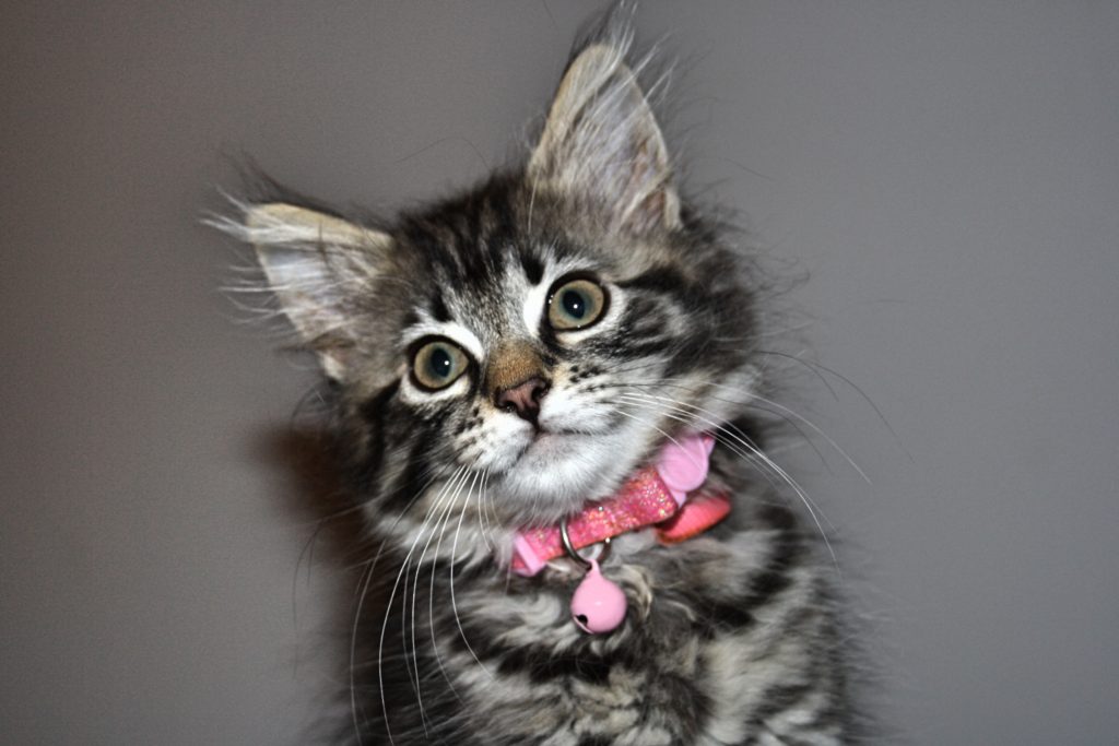 American Longhair cat breed
