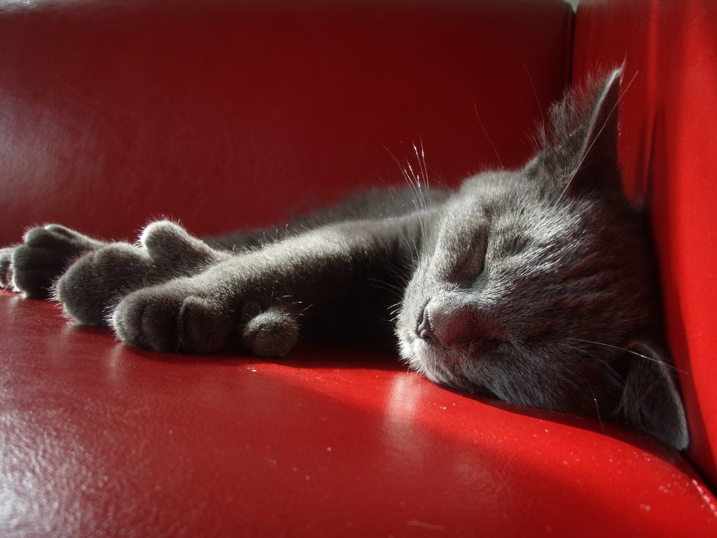 American Polydactyl cat breed