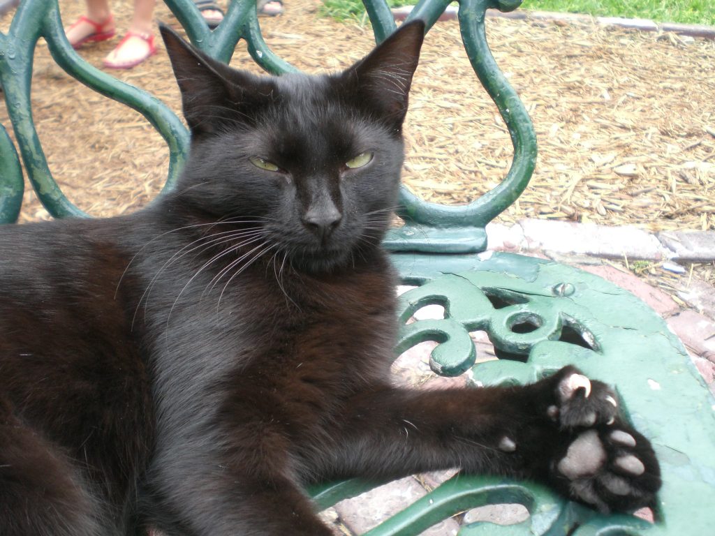 American Polydactyl cat breed