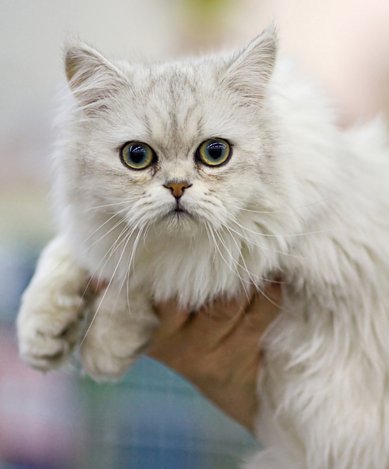 Asian Semi-Longhair cat breed