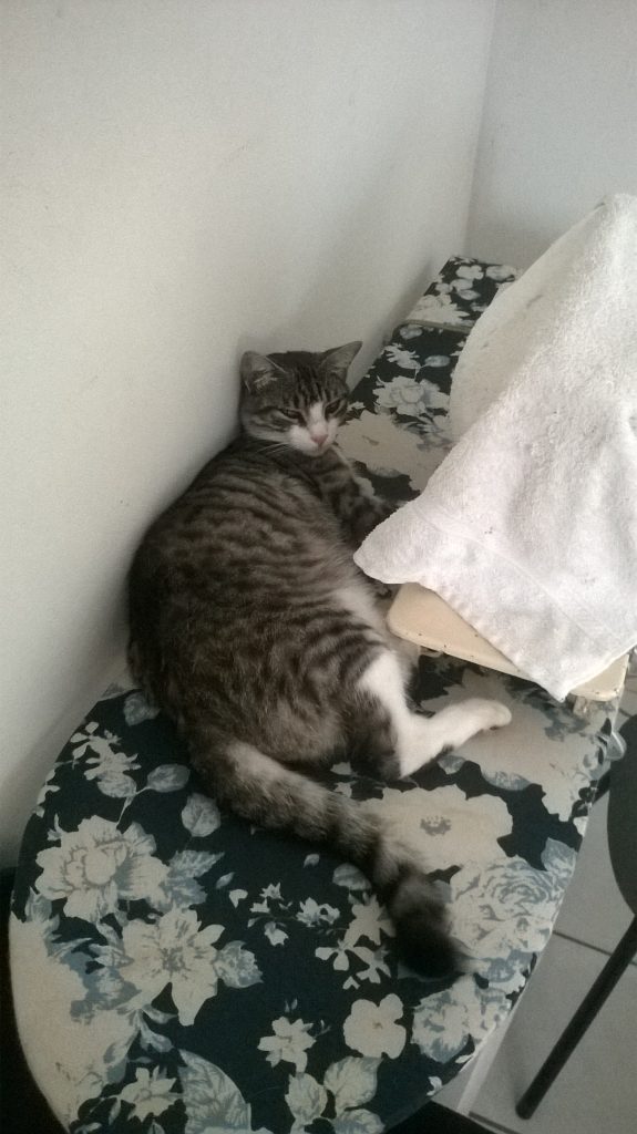 Brazilian Shorthair cat breed