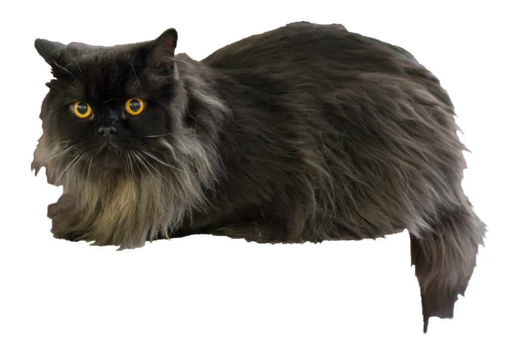 British Longhair cat breed