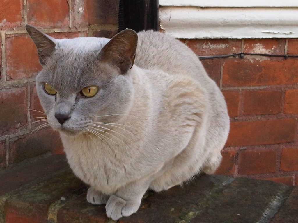 Burmese cat breed