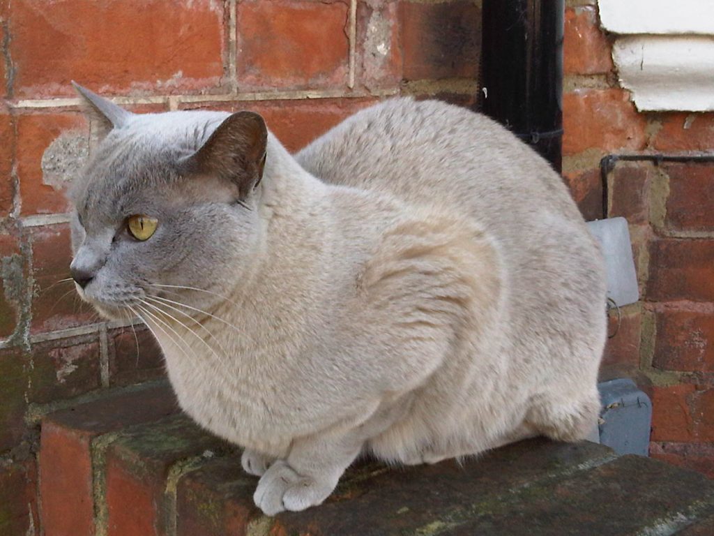 Burmese cat breed