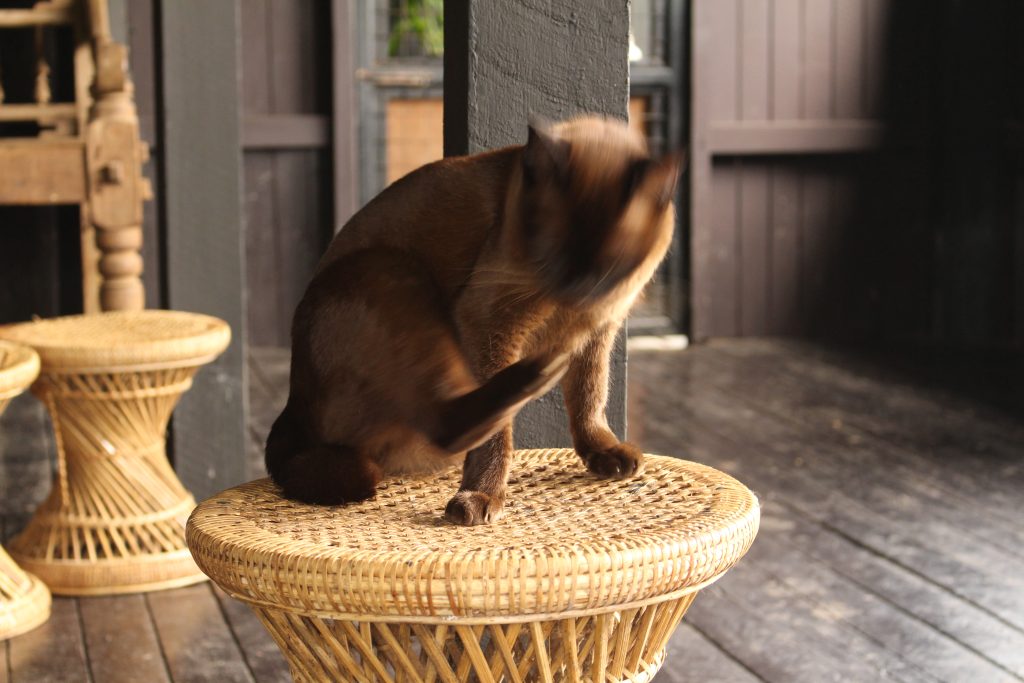 Burmese cat breed