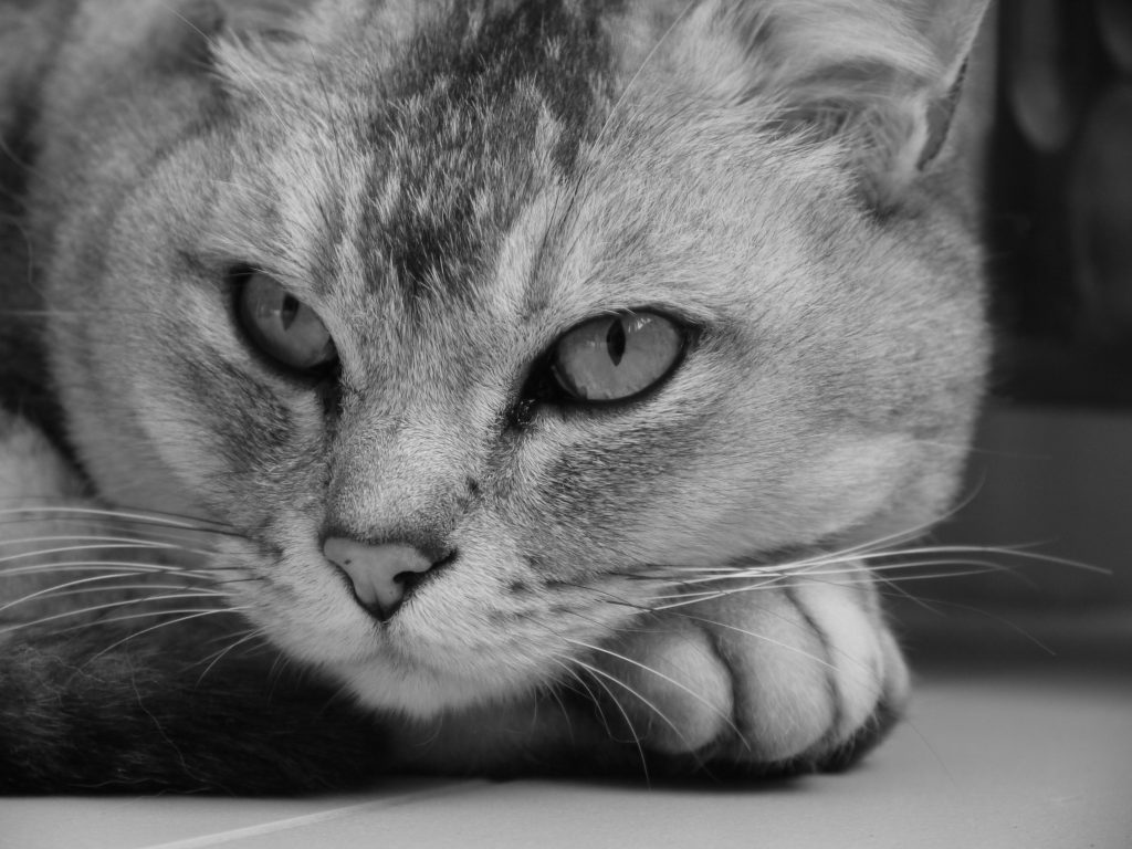 Burmilla cat breed
