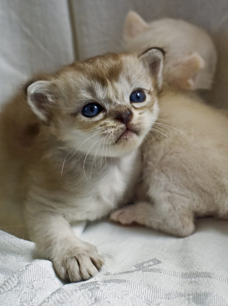 Burmilla cat breed