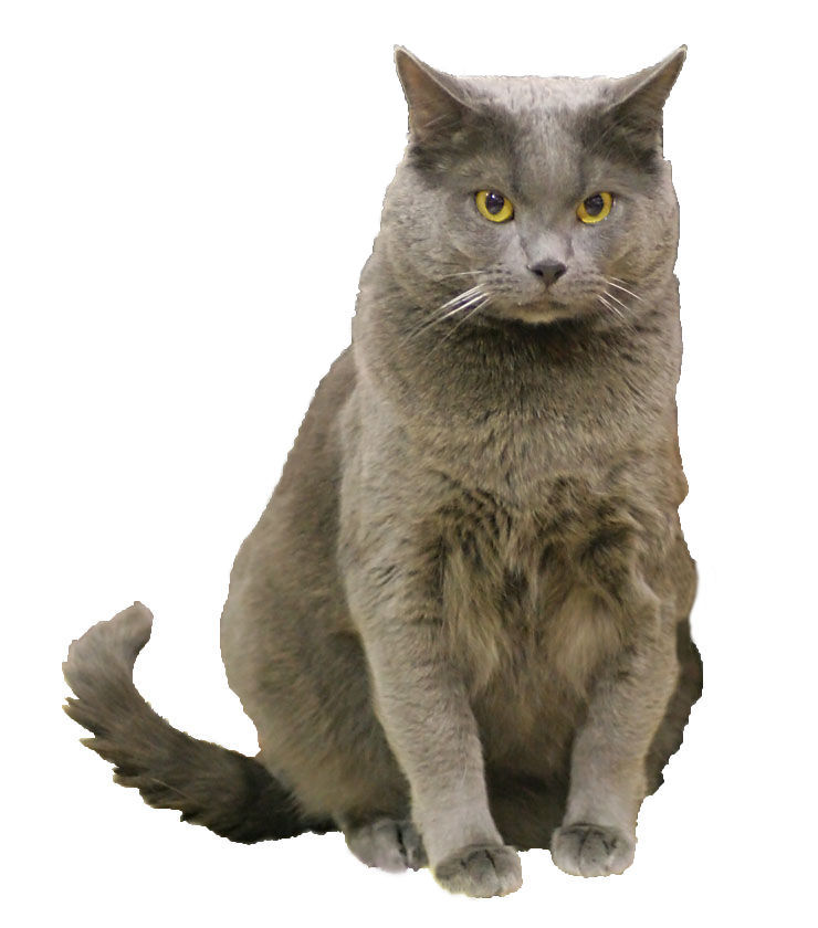 Chartreux cat breed