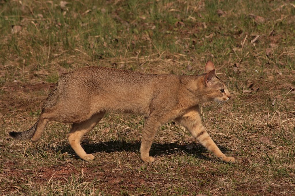 Chausie cat breed