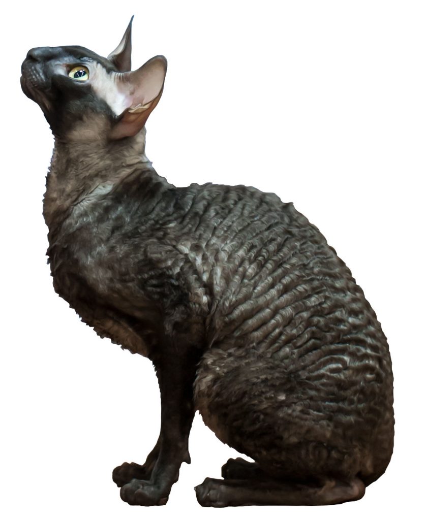 Cornish Rex cat breed