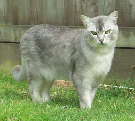 Burmilla cat breed
