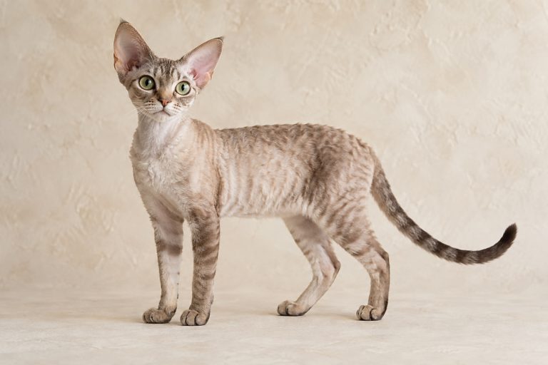 Devon Rex cat breed