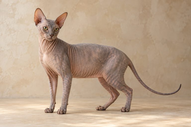 Donskoy cat breed