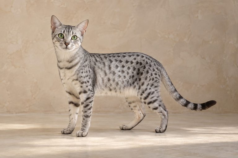 Egyptian Mau cat breed