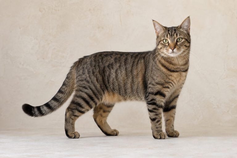 European Shorthair cat breed