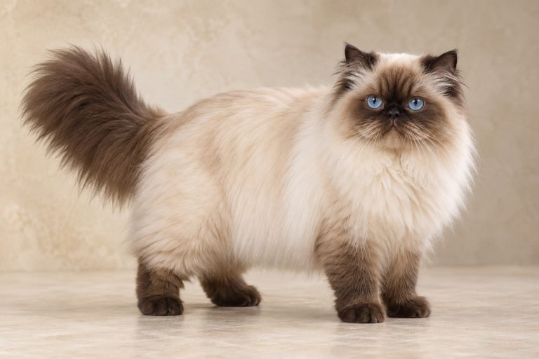 Himalayan cat breed