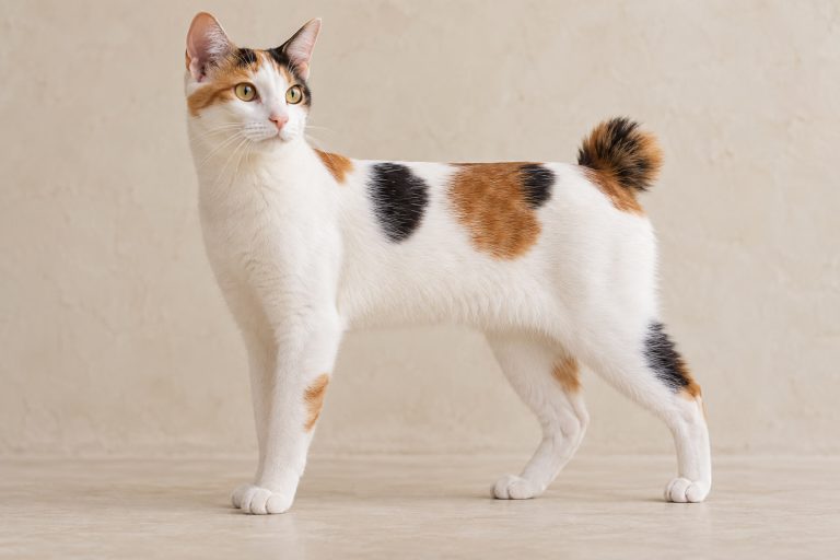 Japanese Bobtail cat breed