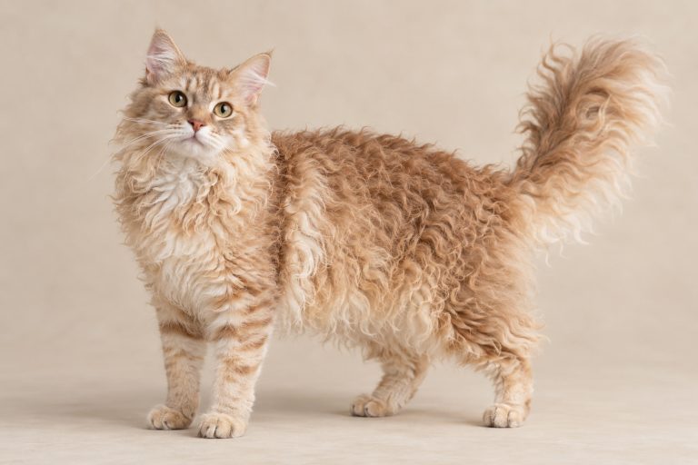 LaPerm cat breed