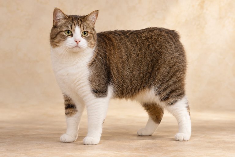 Manx cat breed