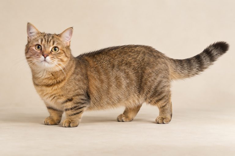 Munchkin cat breed