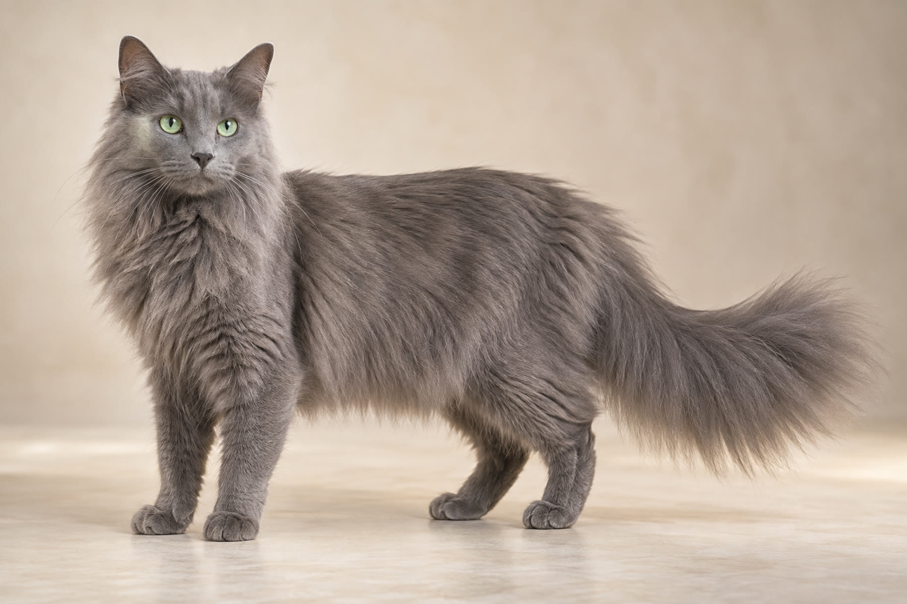 Nebelung cat breed